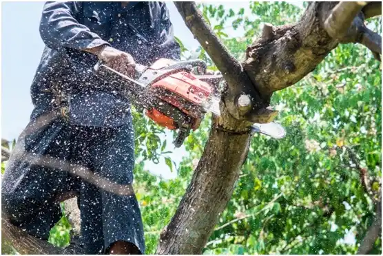 tree services Boomer